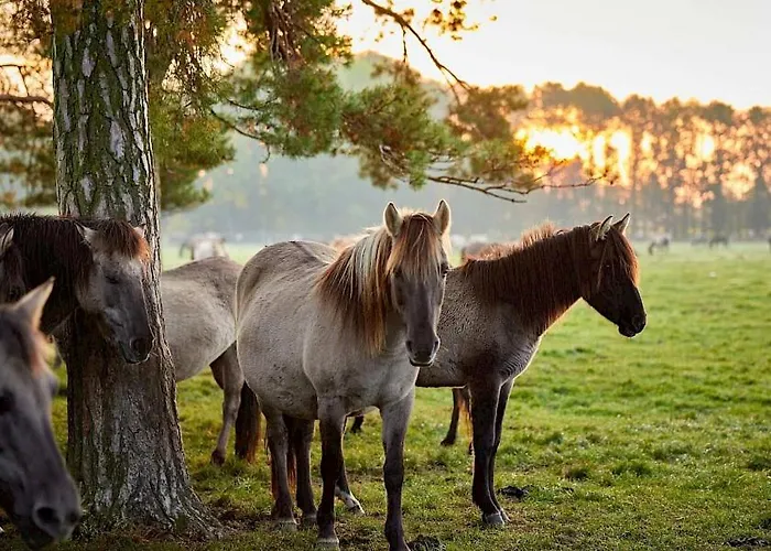 Schoene Ferienwohnung Im Muensterland Dülmen
